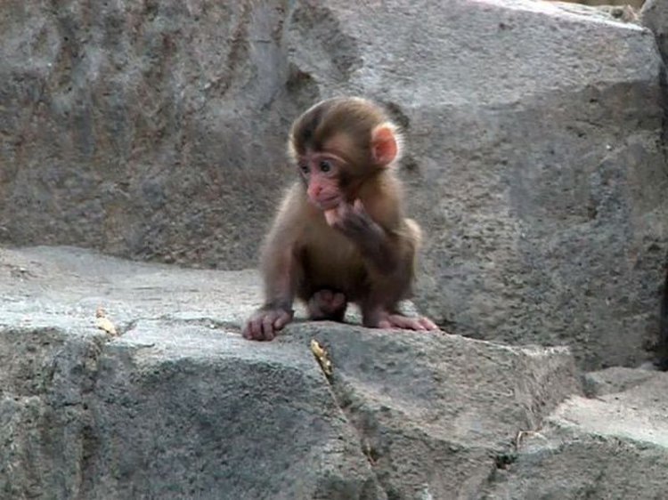 Игра маленьких обезьянок точно поднимет вам настроение (видео)