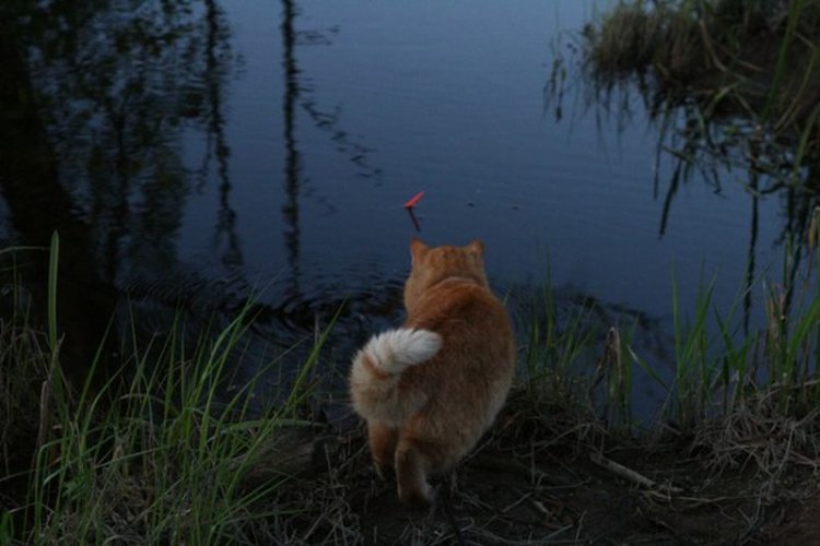 С таким котом я бы ни то что на рыбалку, даже в разведку ходил (видео)