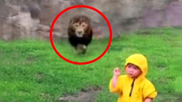 Жуткие случаи с детьми в зоопарке (видео)