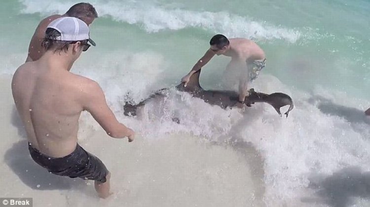 Когда он увидел, что находится у акулы во рту, сразу же кинулся ее спасать! (видео)
