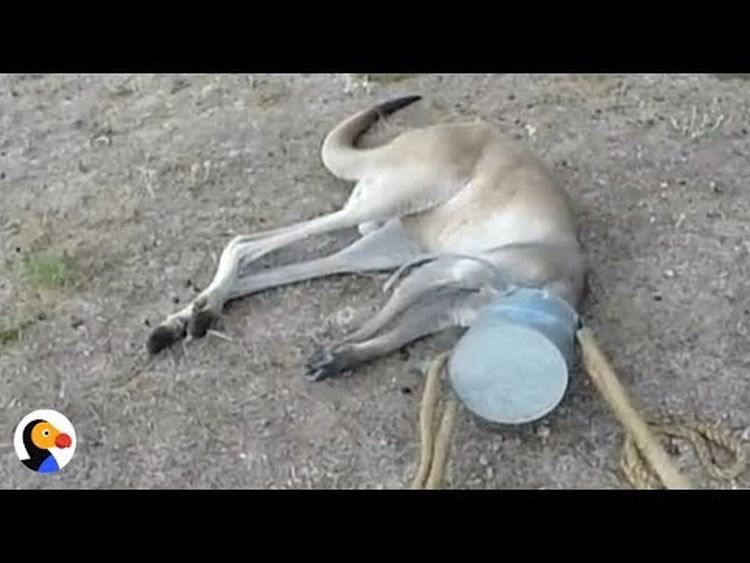 Непростая операция по спасению кенгуру с банкой на голове (видео)