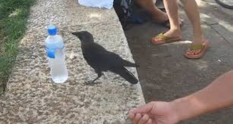 Птица захотела пить и попросила помощи у людей: 5,7 миллионов просмотров (видео)
