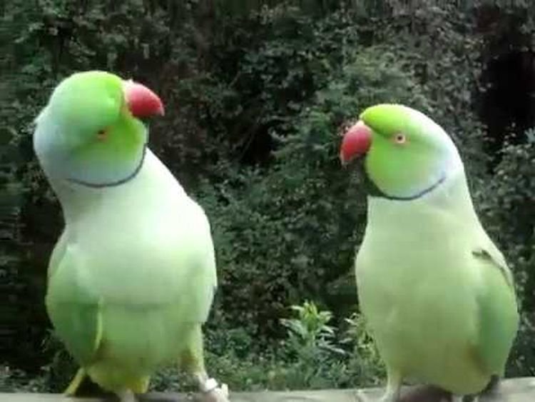 Двое попугаев сидят на балконе и болтают. Это что-то с чем-то! (видео)