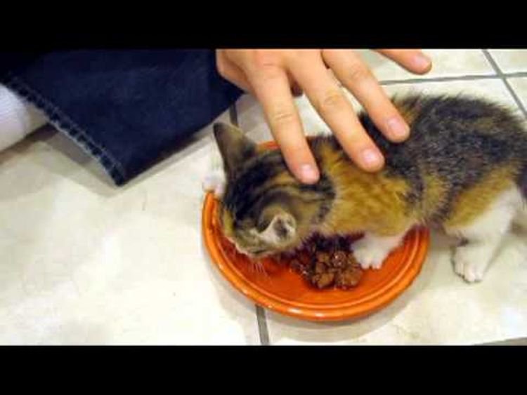 Самый голодный кот на свете! (видео)